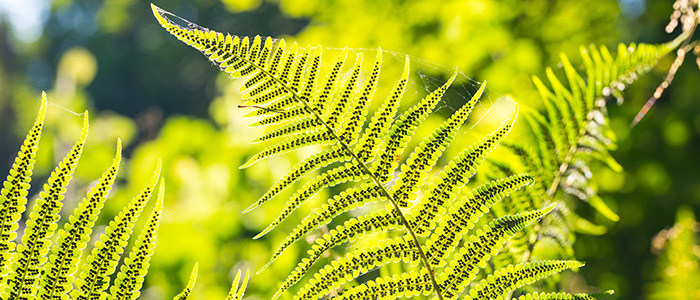 Close up of fern leaves growing in forest