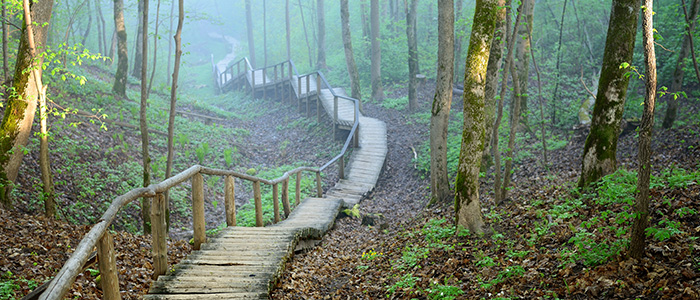 staiway in forest disappearing in strong fog