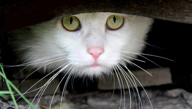 Cat looking out of hiding