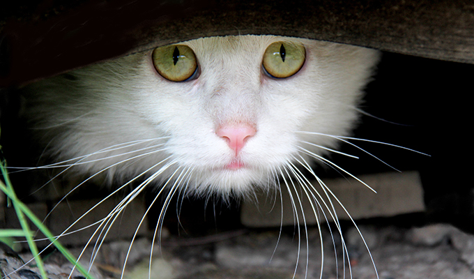 Cat looking out of hiding